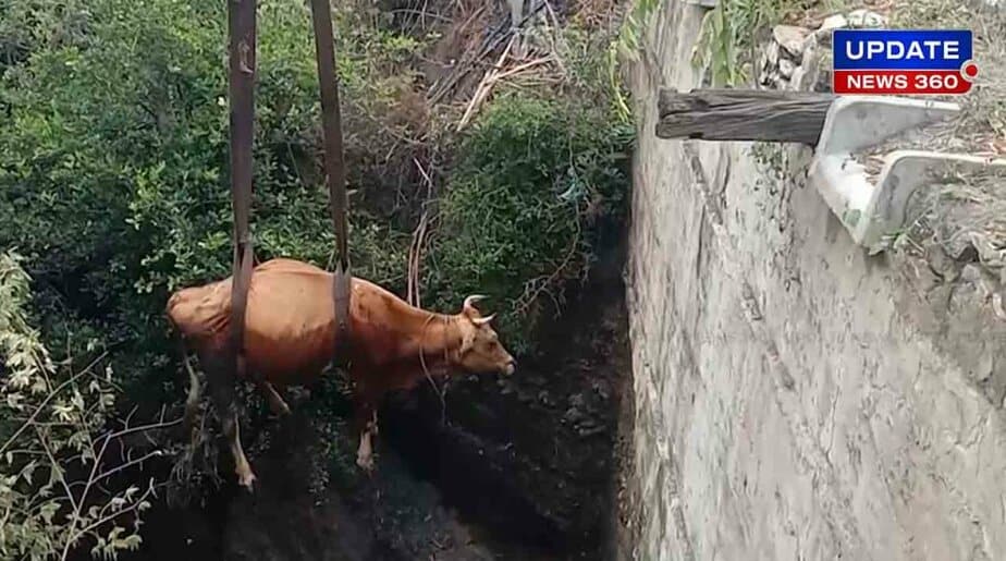 Cow Rescue - Updatenews360