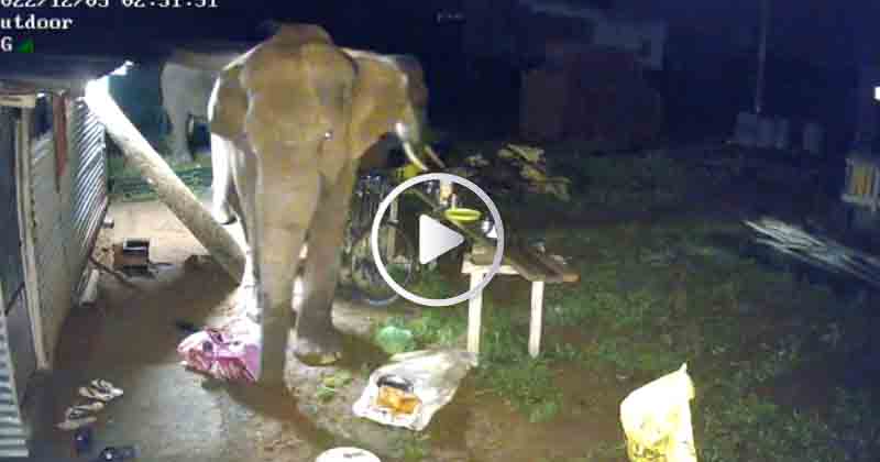 Elephant attack - Updatenews360