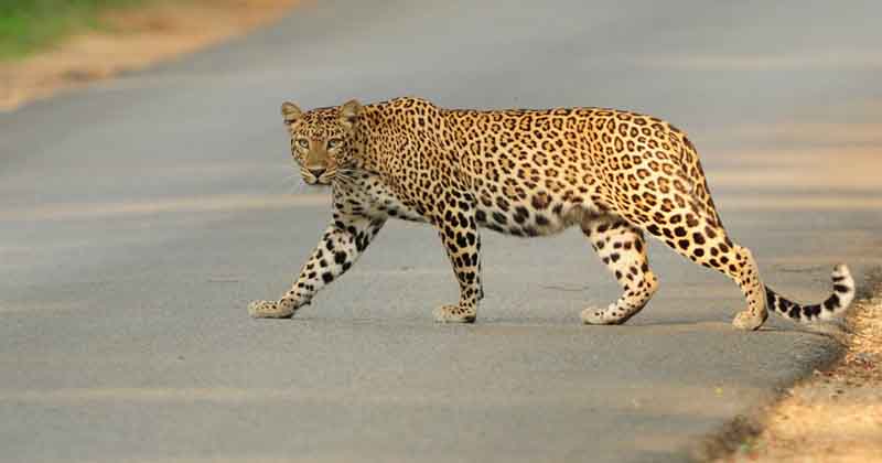 Cheetah - Updatenews360