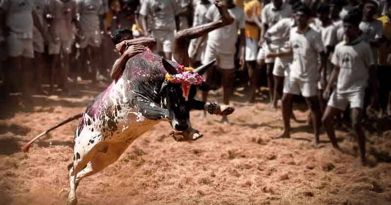 Madurai Jallikattu - Updatenews360